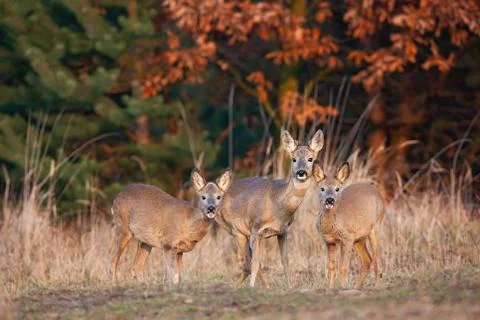 Herd of roe deer does standing on dry field in autumn Stock Photos