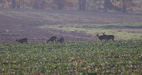 A herd of roe deer eats plants from the field, 4K slow motion Stock Footage 166565051