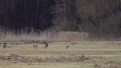 A herd of roe deer at the forest wall, 4K slomo Stock Footage 171324103