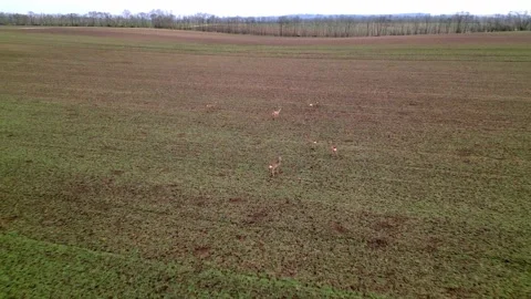 Herd Of Roe Deer Frightened Of The Drone Ran To The Open Field. - aerial Stock Footage 236542913