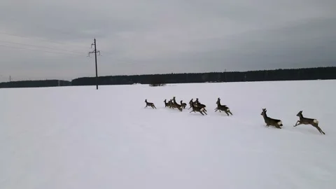 A herd of roe deer galloping through a winter field, shooting from a drone Stock Footage 196032598