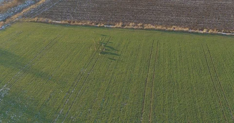 A herd of roe deer in the glade Stock Footage 102902945
