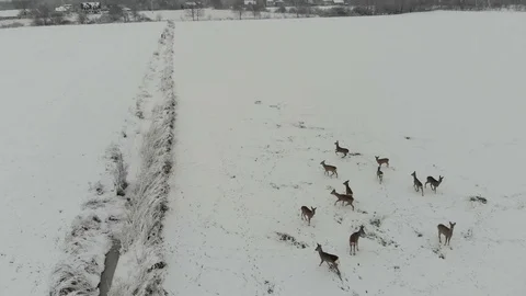 A herd of roe deer in the glade Stock Footage 102906685