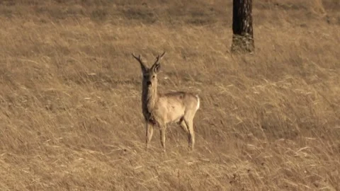 A herd of roe deer grazes in the steppe, Transbaikal Territory, Russia Stock Footage 331259650