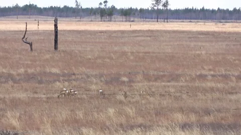 A herd of roe deer grazes in the steppe, Transbaikal Territory, Russia Stock Footage 331259677