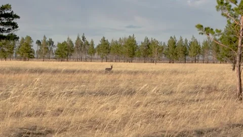 A herd of roe deer grazes in the steppe, Transbaikal Territory, Russia Видео 331259693