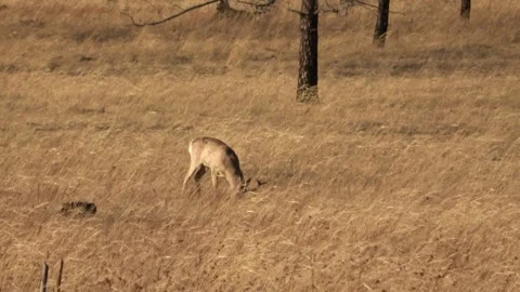 A herd of roe deer grazes in the steppe, Transbaikal Territory, Russia Видео 331259726