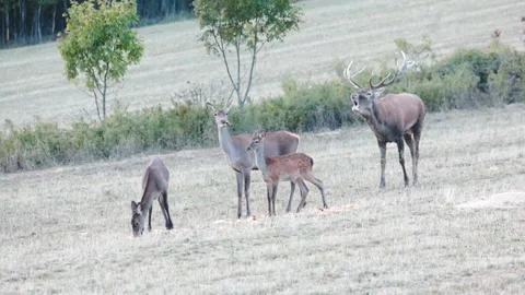 A herd of roe deer with a large roaring deer in slow motion Stockbeeldmateriaal 162889452