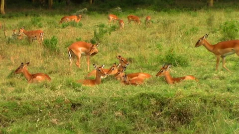 Herd of roe deer lies and rests in the green grass near the forest in Africa  Stock Footage 106051900
