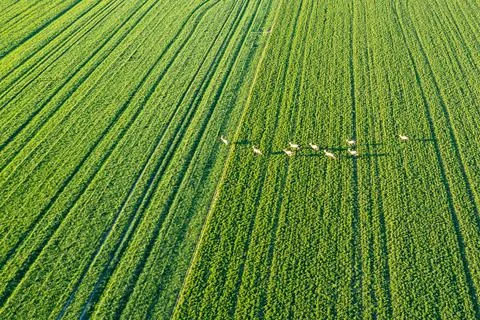 Herd of roe deer in the meadow. a large herd of roe deer runs across a green  Stock Photos