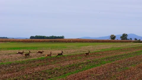 Herd of roe deer moves fast across a cut field, captured from above in slow.. Video stock 320164513
