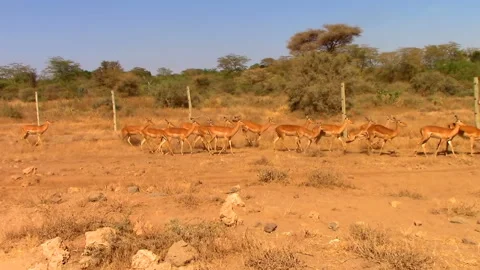 Herd of roe deer runs through savanna in Africa in Kenya Stock Footage 106052673