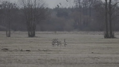 A herd of roe deer on a vast meadow, 8K Stock Footage 172220980