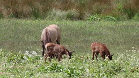 Herd of Roosevelt elk with babies in Crescent City Stock Footage 310917095