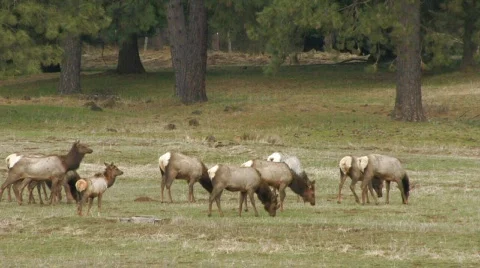 Herd of Roosevelt elks Stock Footage 124899