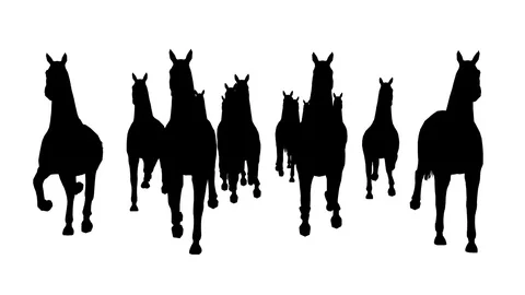 A herd of running black horses. Alpha channel. Alpha matte. 4K. Stock Footage 73483844