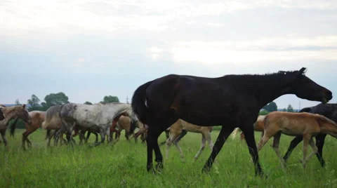 Herd of running horses Stock Footage 39342996