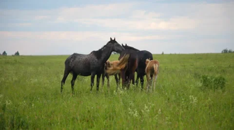 Herd of running horses Stock Footage 39343305