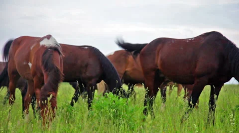 Herd of running horses Stock Footage 39343421