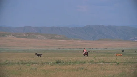 Herd of Running Horses Stock Footage 90068620