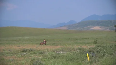 Herd of Running Horses Stock Footage 90233860