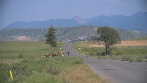 Herd of Running Horses Vídeo Stock 90234052