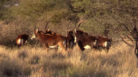 Herd of Sable Stock Footage 71295903