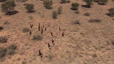 Herd of Sable running, ariel view Stock Footage 71292799