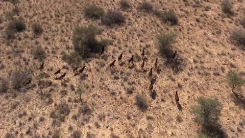 Herd of sable running, ariel view, slow-mo, 2 Stock Footage 71312536