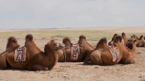 A herd of saddled camels rest down in the Gobi desert in Mongolia 스톡 동영상 89715946