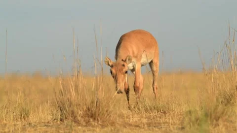Herd of Saiga Antelope drinking water in Russia grassland Stock Footage 310683154