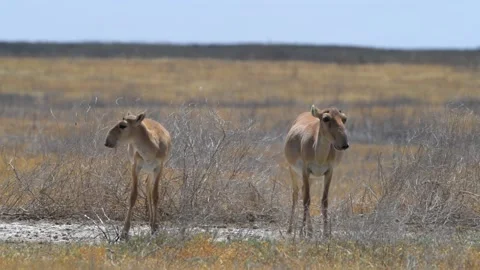 Herd of Saiga Antelope drinking water in Russia grassland Stock-Footage 310684512