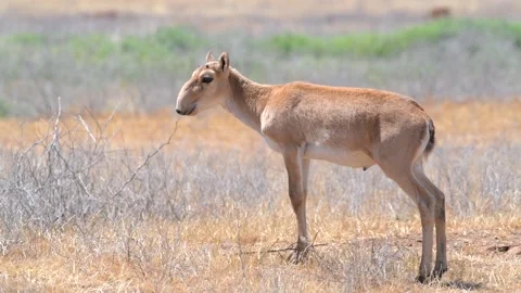 Herd of Saiga Antelope drinking water in Russia grassland Stock-Footage 310684545