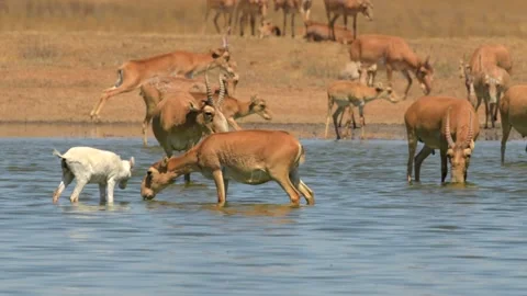 Herd of Saiga Antelope drinking water in Russia grassland Stock-Footage 310685357