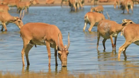 Herd of Saiga Antelope drinking water in Russia grassland Stock-Footage 310685652