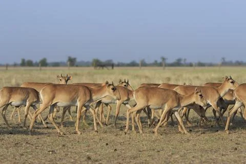 Herd Of Saigas Walk Photos