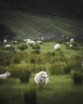 Herd of Scottish sheep in a field Stock Photos