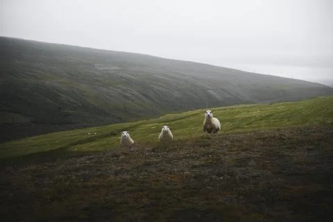 Herd of Scottish sheep in the hill Stock Photos