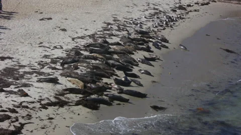 A herd of seals 2 Stock Footage 31980300