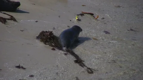 A herd of seals Stock Footage 31980769