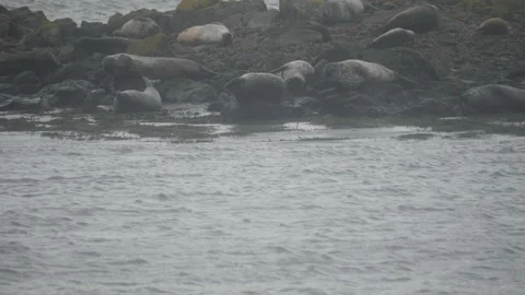 A herd of seals resting on a beach. Stock Footage 286736337