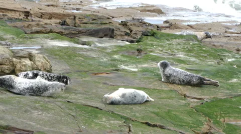 A herd of seals resting on rocks. Vídeos de archivo 66695189