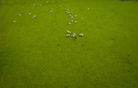 Herd Of Sheep Aerial Stock Photos