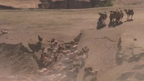 Herd of Sheep and Camels Migrating Across Arid Xinjiang Landscape in China Stock Footage 337856979