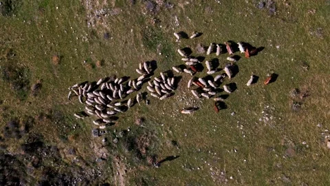 A herd of sheep and cows are grazing in a field Stock Footage 327913895