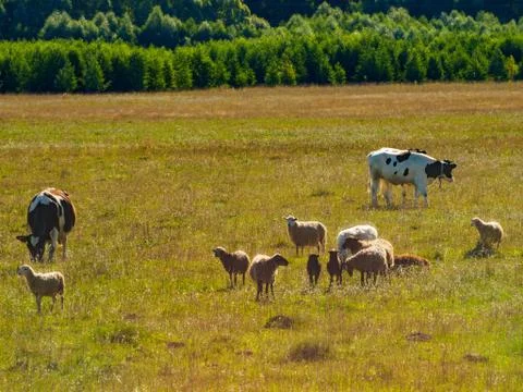 A herd of sheep and cows graze in a meadow on a sunny summer day. Stock Photos