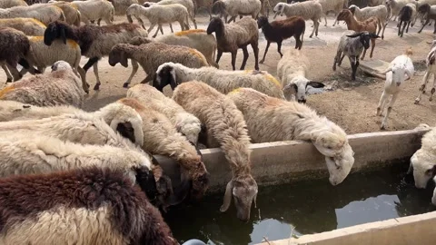 Herd of sheep and goats drinking water Видео 328156315