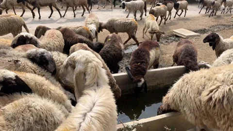 Herd of sheep and goats drinking water from a concrete trough Видео 328156349