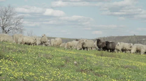 A herd of sheep and goats Stock Footage 62554388
