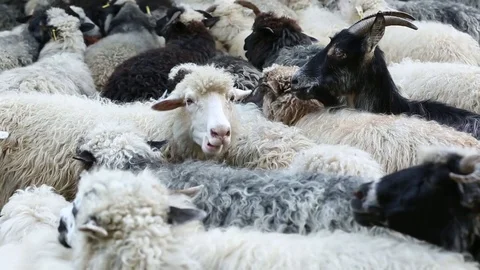 A herd of sheep and goats Stock Footage 71645369